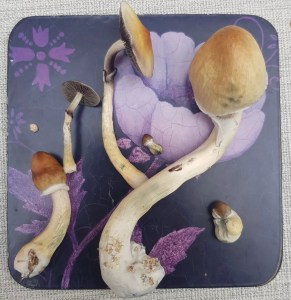 medicinal mushrooms Mexican