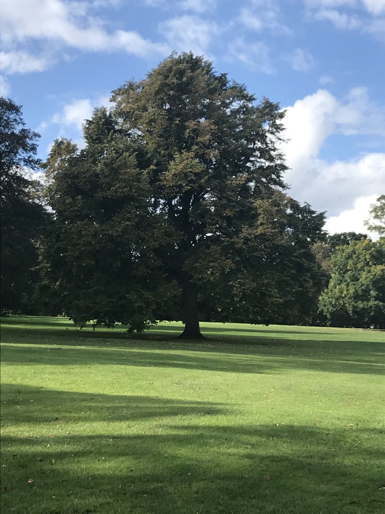 oak tree in Abington park