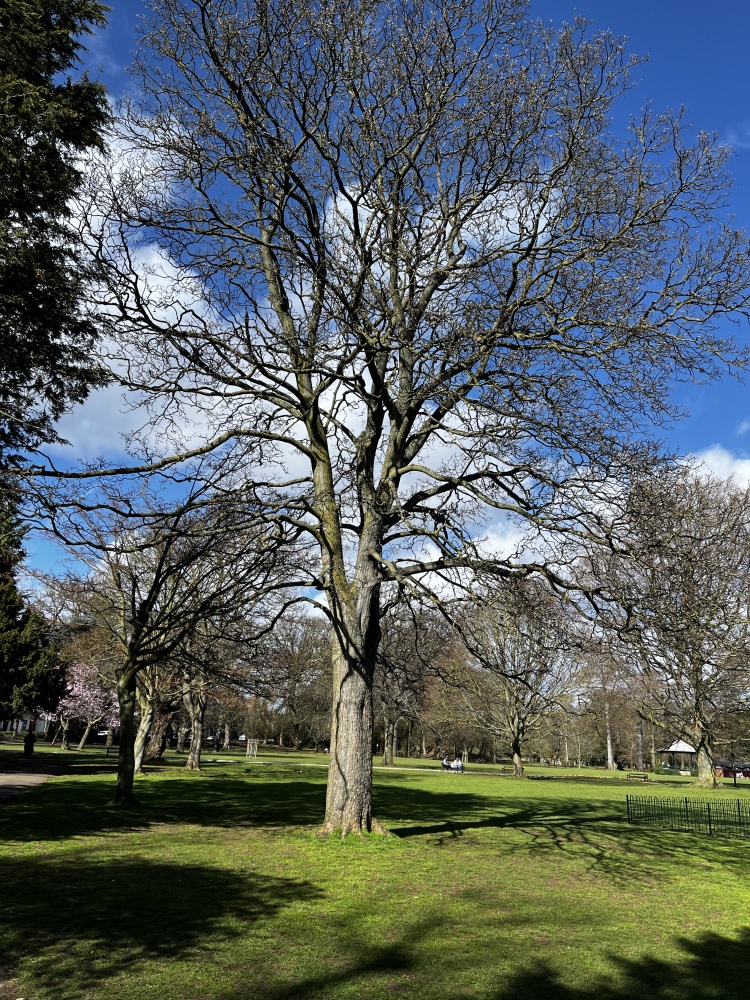 winter tree in Abington park