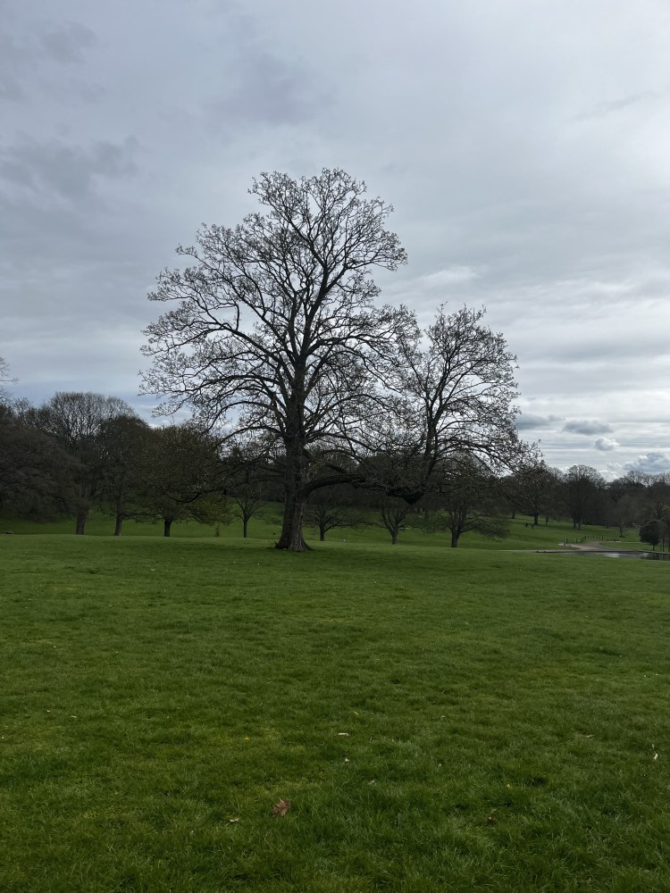 winter tree in Abington park