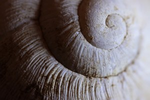 spiral shell close up