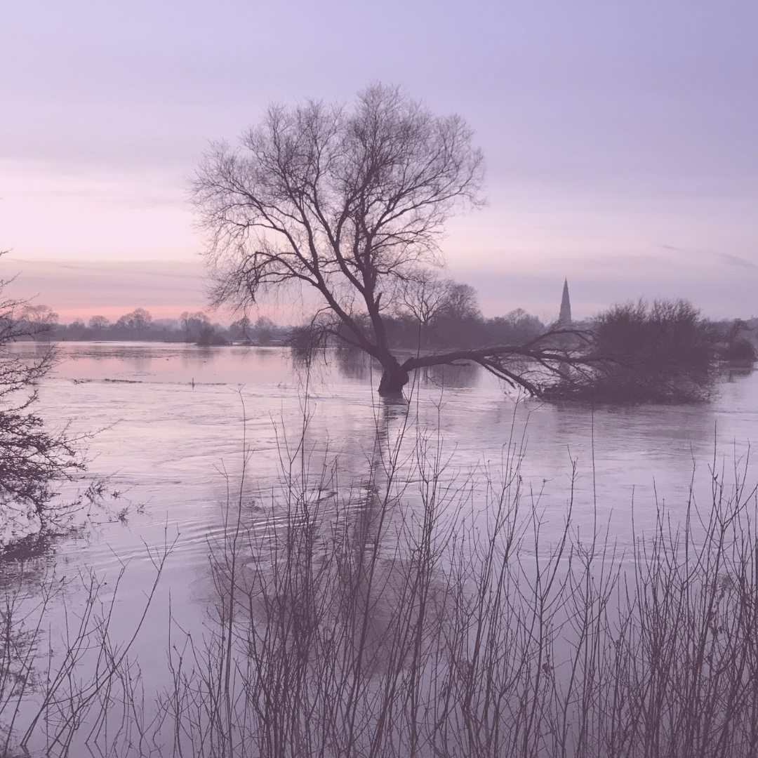 Emberton park with a pink filter in winter
