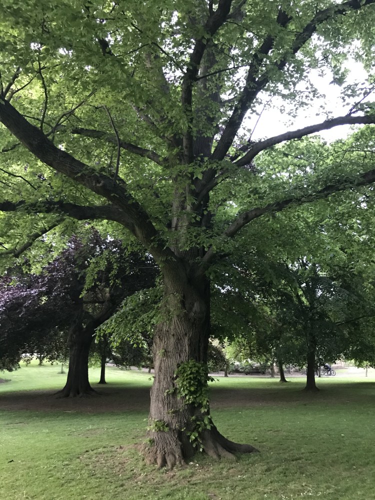 abington park in summer