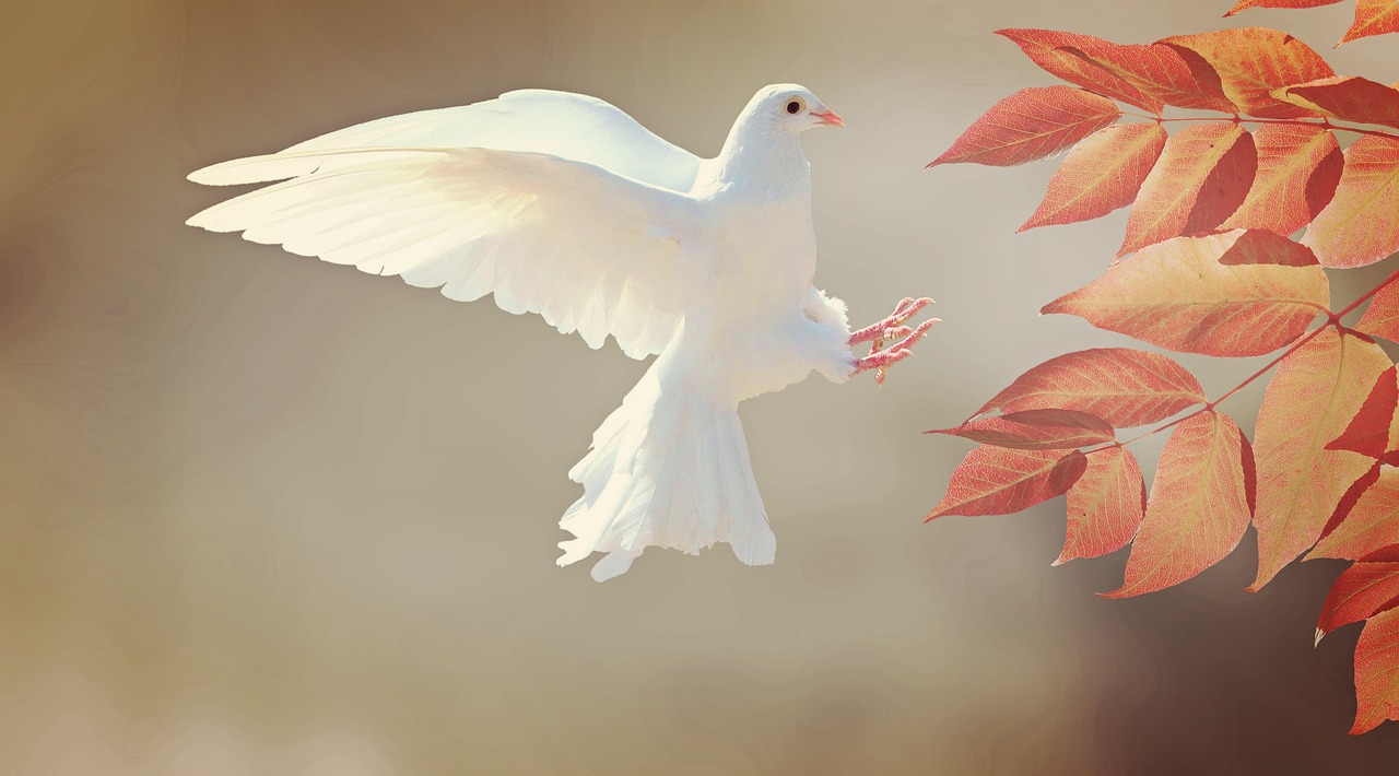 Peace dove