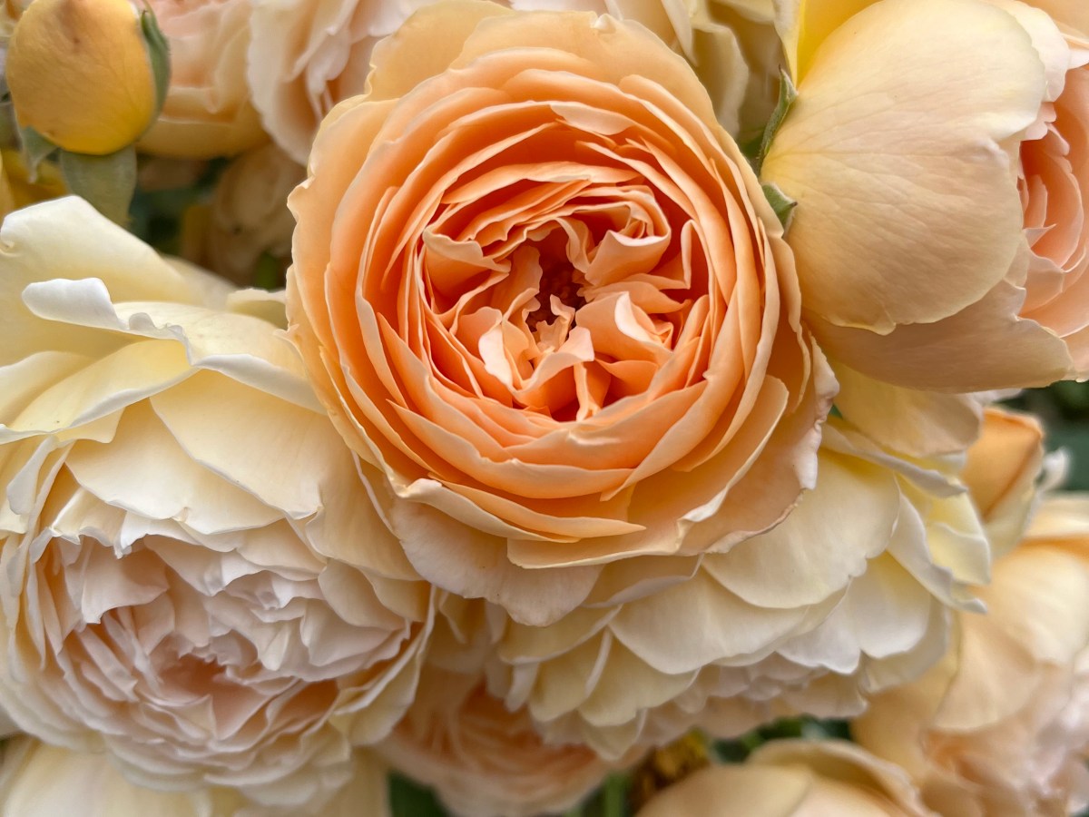 The Heart Chakra Opening the Heart to Love &&nbsp;Abundance